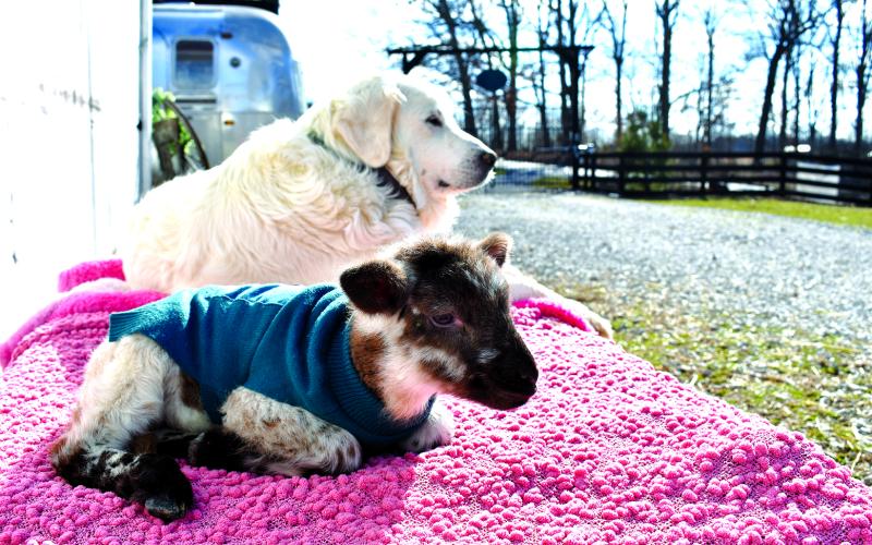 Kix, the lamb, with her foster mother, Allie, a Great Pyrenees, at BlackSheep Farmstead, Falmouth.