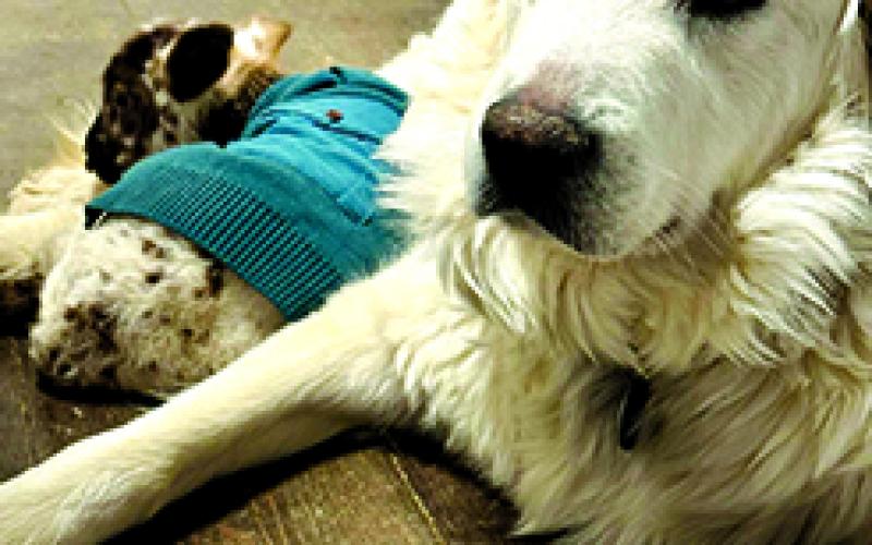 Kix, the lamb, with her foster mother, Allie, a Great Pyrenees, at BlackSheep Farmstead, Falmouth.