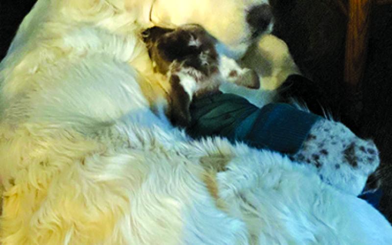 Kix, the lamb, with her foster mother, Allie, a Great Pyrenees, at BlackSheep Farmstead, Falmouth.