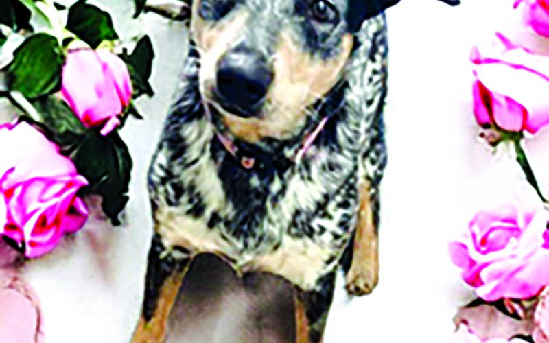 Nova is 43-pound heeler who is approximately 1 year old. She is fixed, vaccinated for DAPP, kennel cough and rabies. She has been de-wormed as well. Nova is a typical puppy who is a sweetheart looking for her forever Valentine. She has not been tested for compatibility with cats or other dogs.