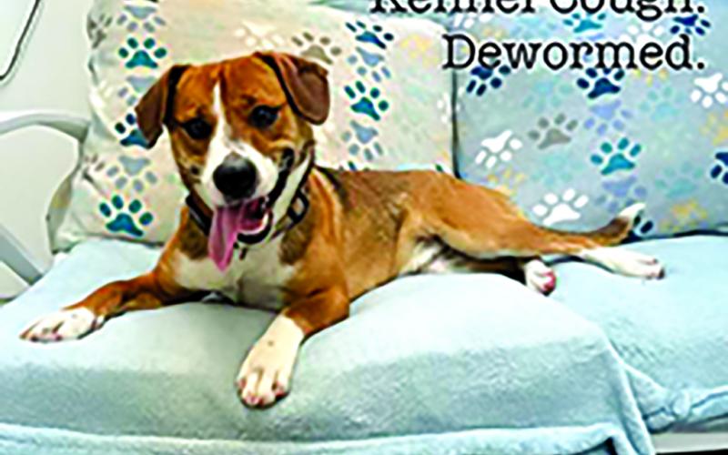Ruka is an energetic and playful mixed breed sweetie who is about 9 months to a year old. She has not been fixed. Ruka is dog-friendly but chases cats. She has been vaccinated for DAPP and kennel cough, and has been de-wormed.