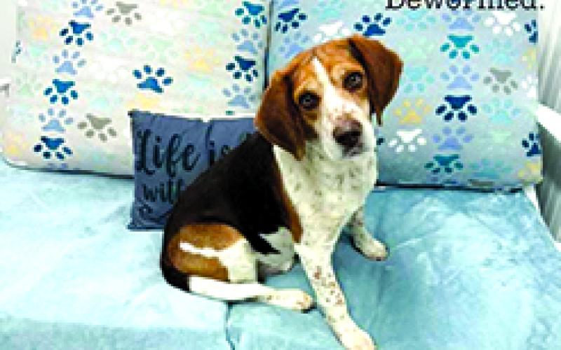 Jerry is sad at the shelter and needs an owner who will love him.