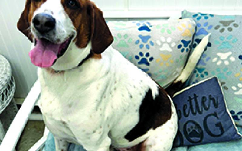 Snickers is a 3-year-old treeing walking coonhound. He is potty trained and in need of more space.