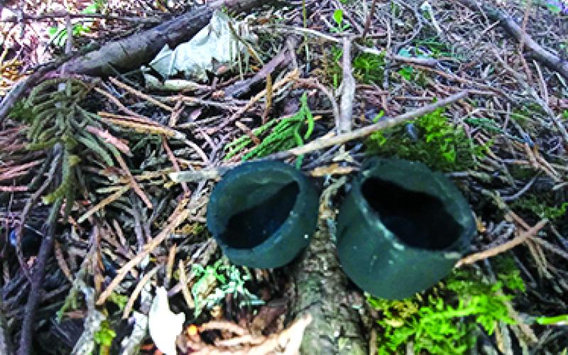 These are two of the rare species of black cup mushrooms that Amanda McElfresh discovered on her farm bordering Kincaid Lake. Photo by Amanda McElfresh.