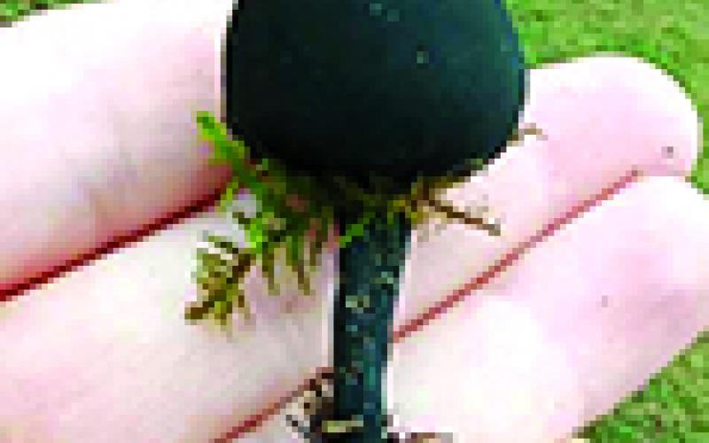 Amanda McElfresh holds one of the rare Donadinia seaveri species of black cup mushroom she found her woods in Falmouth.