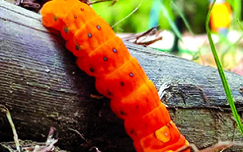 Amanda McElfresh took this photo of a caterpillar that will become a spicebush swallowtail butterfly.