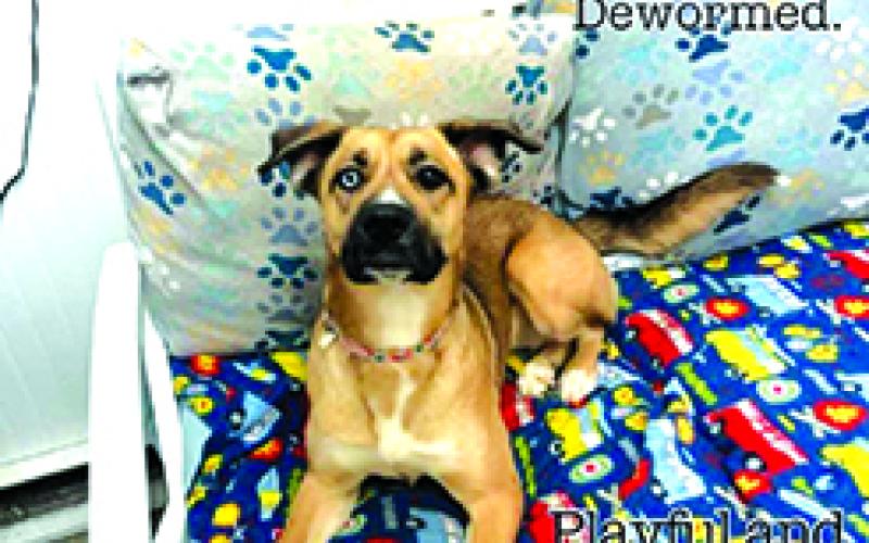 Leah is a Husky mix and an absolute sweetheart. She deserves a good home with a fenced in yard and no cats.