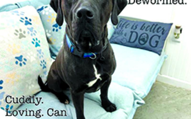 Duke is a big baby. He deserves someone to give him a chance. Photos courtesy of the Pendleton County Animal Shelter