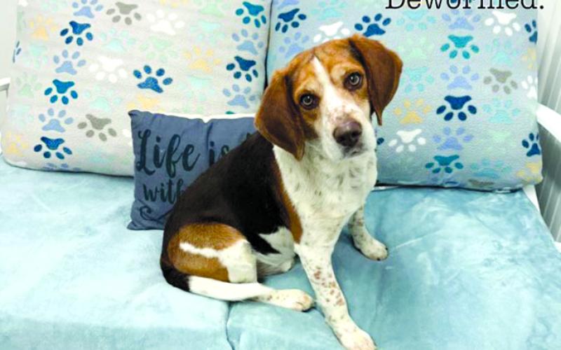Jerry is sad at the shelter and needs an owner who will love him. He is just a joy to be around and loves everyone. He keeps to himself and gets so excited when given some attention.