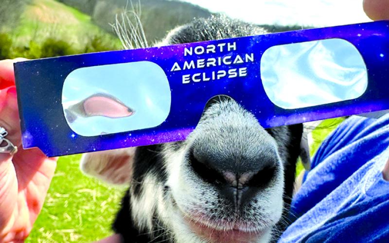 A goat on BlackSheep Farmstead in Falmouth gets a chance to view the eclipse. But the farm animals didn’t seem particularly interested. Photo by Jen Short.