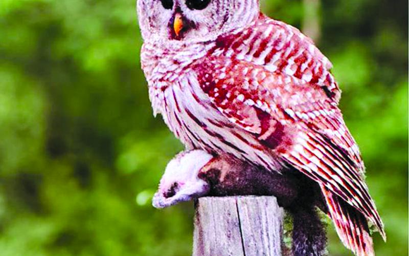 Owl photo taken by Navalie Eshman, 6, of Pendleton County