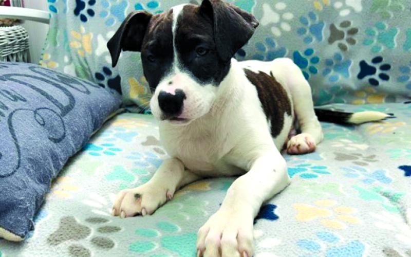 Bolt is ready for adoption and his "fur"ever home.