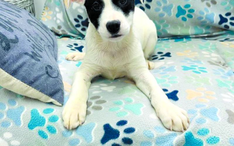 Drake is ready for adoption and his "fur"ever home.