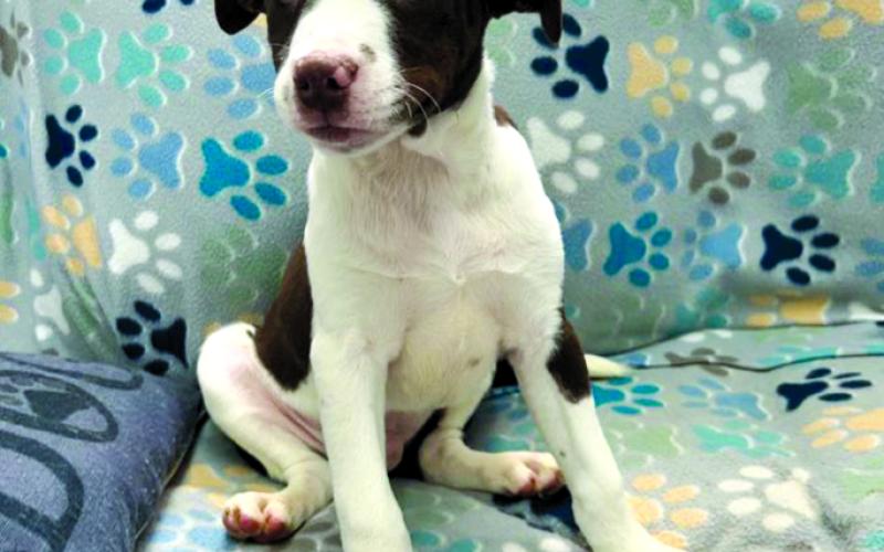 Scout is ready for adoption and his "fur"ever home.