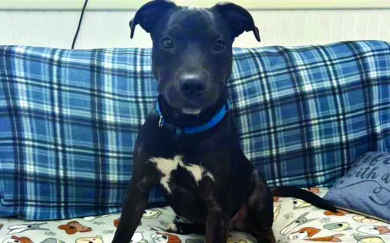 Chops, a boxer mix, about 6 months old.