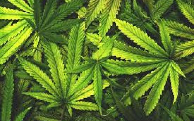 Medical marijuana coming to Falmouth?
