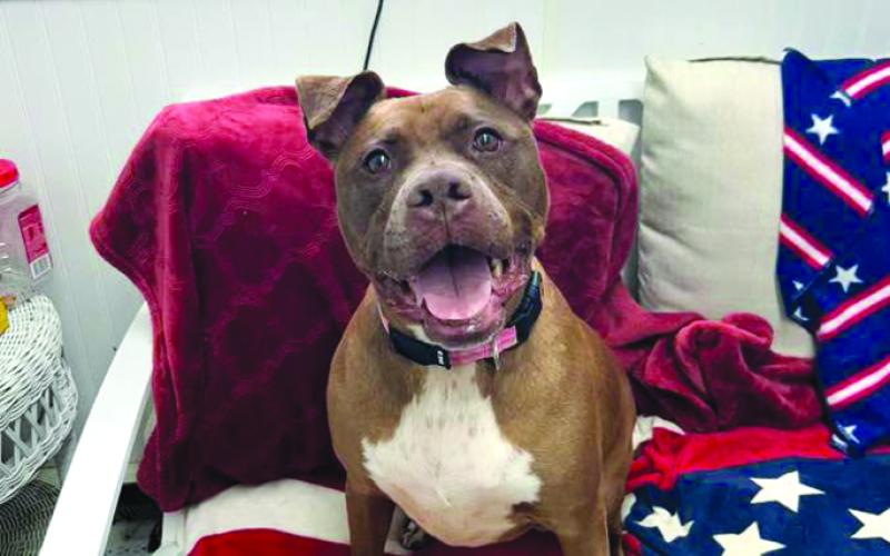 Betty, approx 6-7 years, a bulldog mix