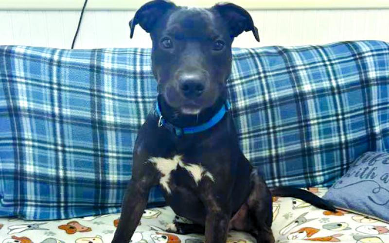 Chops, approx 6 months, a boxer mix