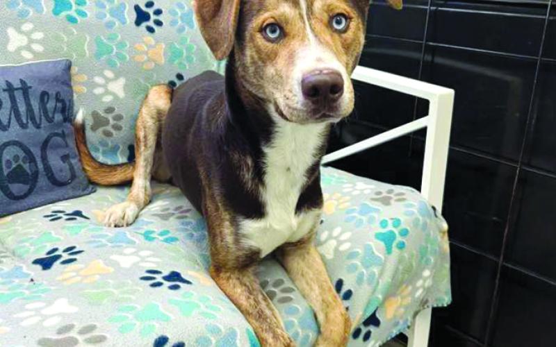 Pepi, a husky mix, about one year old.