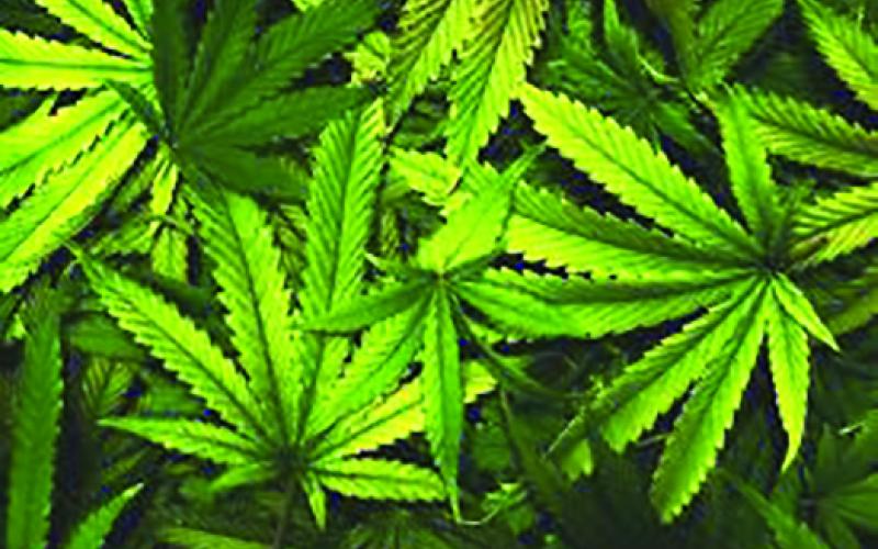 Measures taken for cannabis dispensary