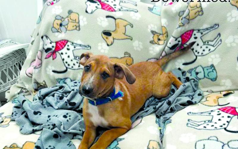 Another puppy needing a good home. Like Penny, Jack is your typical puppy who just needs someone to love and care for.