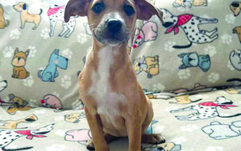 Penny for your thoughts? This baby is your typical puppy who loves to play and wants to be loved.
