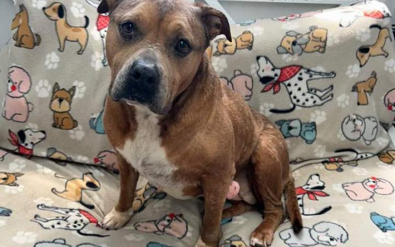 Paige is another senior dog and is a sweetheart too. She just wants to be loved on.