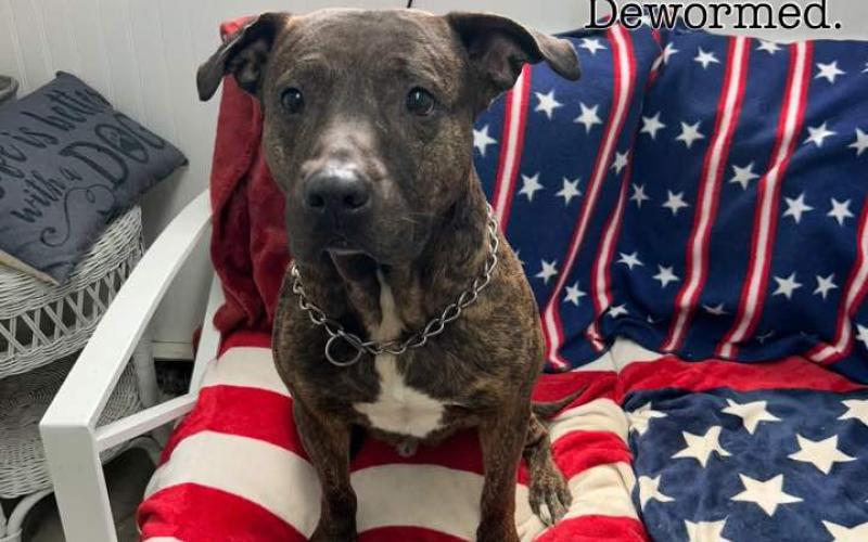 Shadow is a senior, but the sweetest guy. He is potty trained and all he wants to do is please his family.