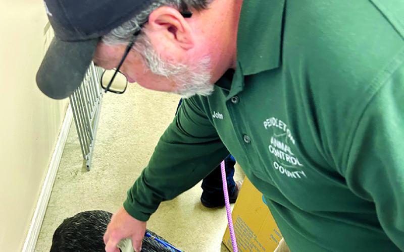 Animal Control Officer checks for a microchip on a stray dog brought to the shelter.