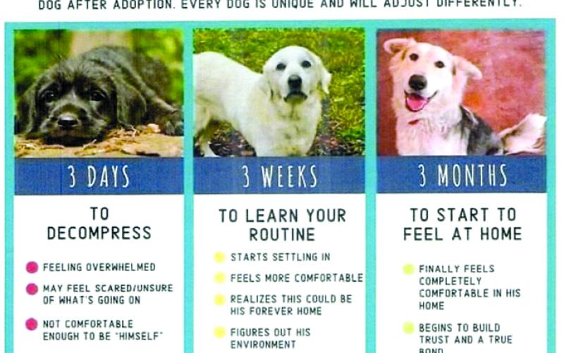 Poster instructing that adapting a dog to a new home takes time.