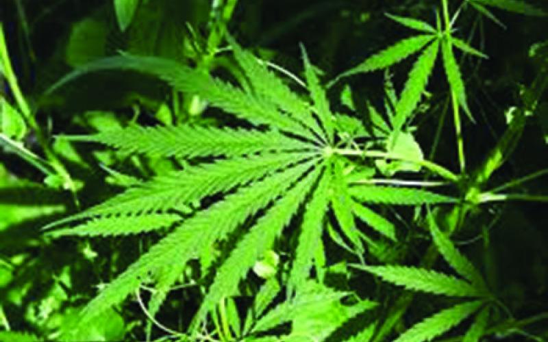 Medical cannabis license lottery applicants chosen.