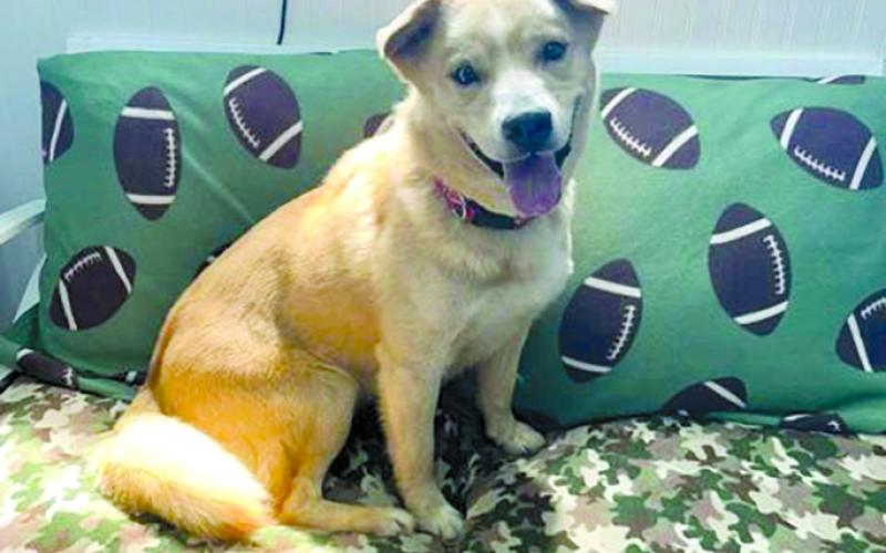 Oscar is just a happy guy. He’s a Husky mix so if you know the breed, you know their antics. But he’s super sweet and just needs a good home.