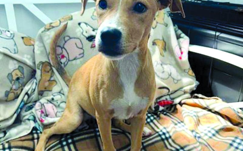 Poppy is a pup still and as sweet as she can be. Very loving little girl.
