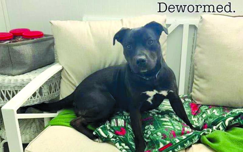 A study on “black dog syndrome” shows that black dogs wait up to four times as long on average to be adopted than light or colored dogs. “This doesn’t make any sense as Chops is a true sweetheart and is very playful,” according to the shelter.
