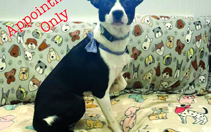 Prancer got his name as he prances around. He is a good dog and gets along with other dogs and cats. He would make a great companion for someone.