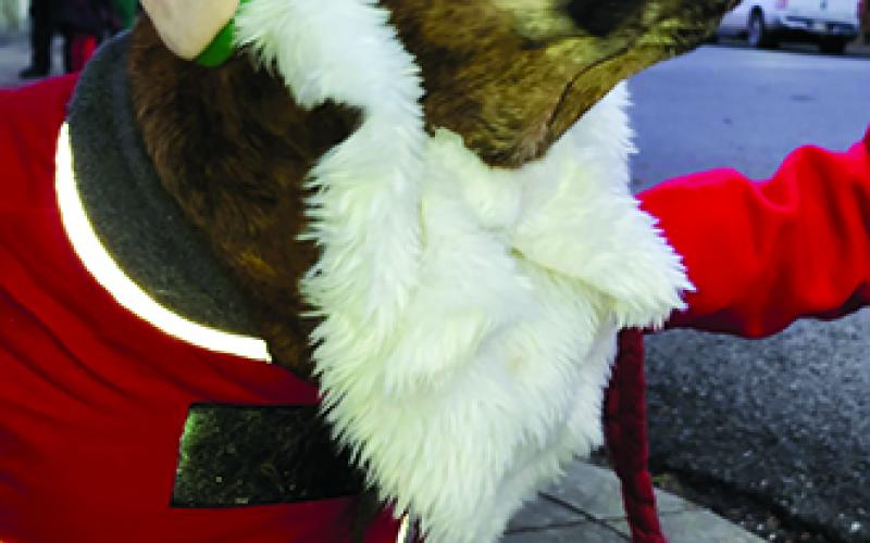Harley, a 14-year-old boxer/golden retriever mix, wears a festive hat. Owner Abby Fletcher of Falmouth said Harley will wear any outfit if you tell her she looks pretty.