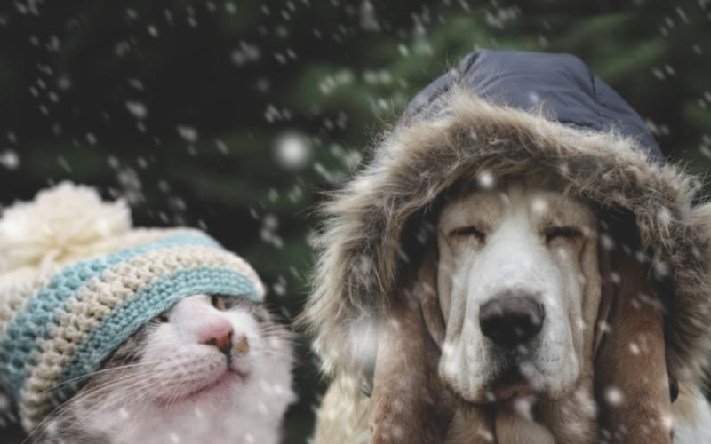 Pay attention to pets during arctic blast