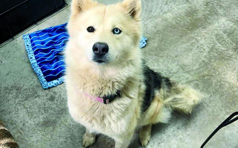 Bunny is super sweet and her demeanor is very good. She loves the winter weather and especially the snow. She’s your typical husky but she has a great temperament.