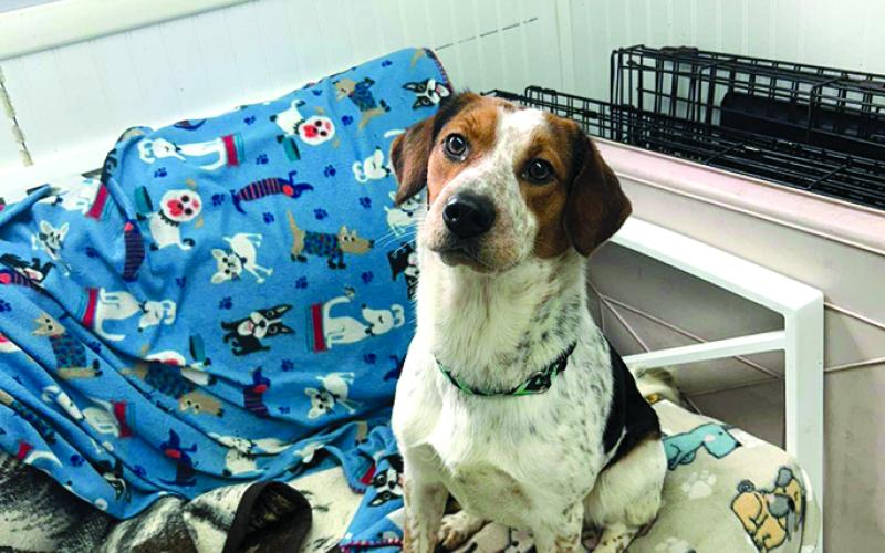Jill is a special girl and very playful. She gets along with other dogs and is just a sweet little girl.