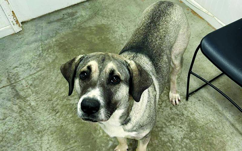 Linda is a low-key, all-around wonderful dog. She is such a great dog and is potty trained. She never hardly barks and keeps her kennel neat.