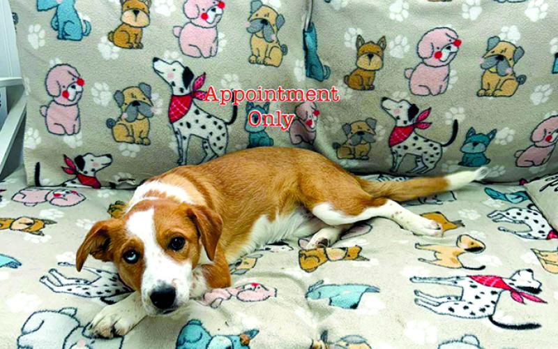 Lucy is a special gal and adorable. She is being fostered as the shelter life was a bit too much for her. But she is just a real sweetie and loves other dogs and people.