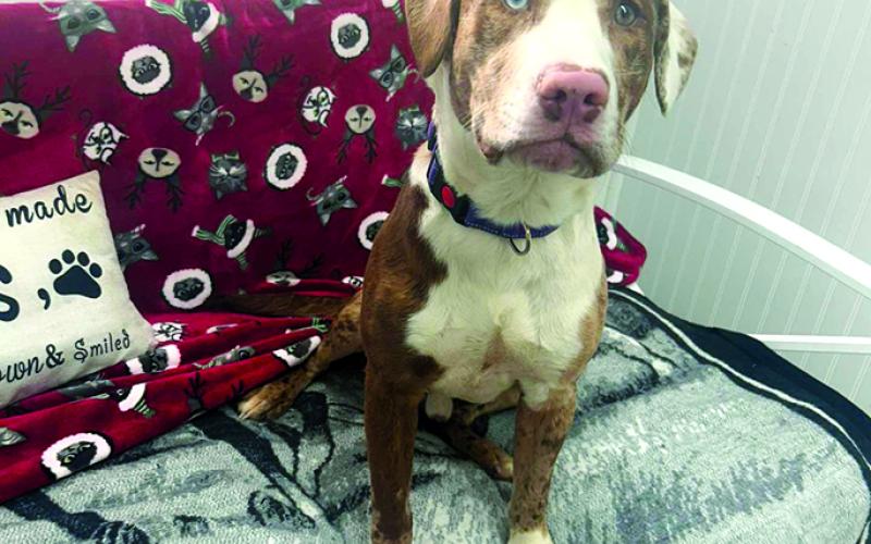 Scribbles loves treats and listens to commands. He’s such a good boy who just wants to be loved.