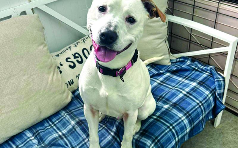 Sydney is one of the best dogs at the Pendleton County Animal Shelter. She loves everybody and just an all around friendly dog.