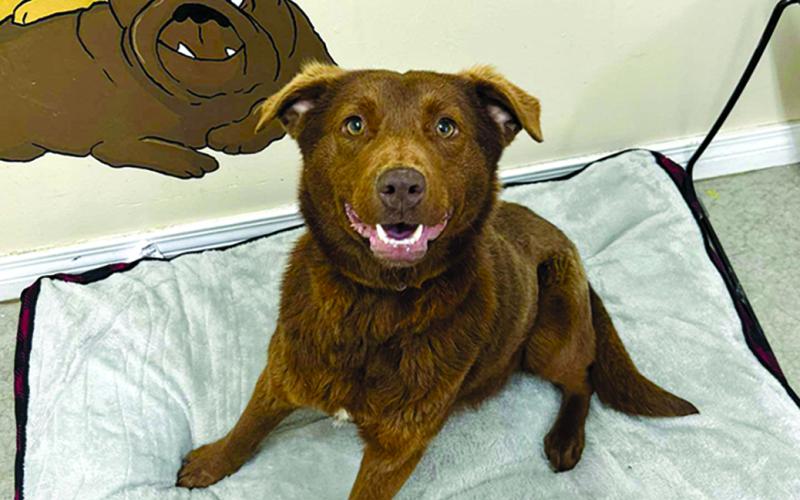 Candy is a young sweet girl who came back after being adopted through no fault of her own. The other dogs in the home just wouldn’t accept her but she’s a true sweetheart.