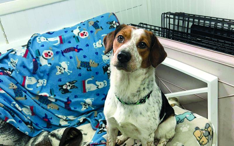 Jill should not still be at the shelter and we don’t know why she is. She’s a sweet girl and just loves toys.