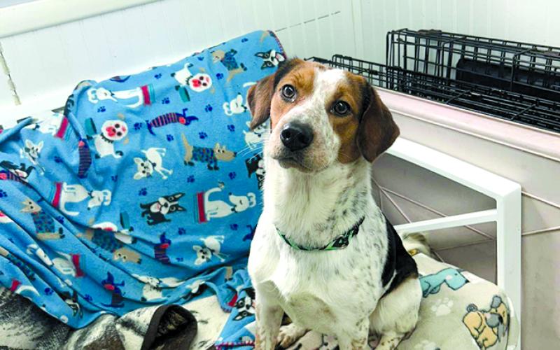 “Someone come get this sweet baby. She doesn’t deserve to be in the shelter.”