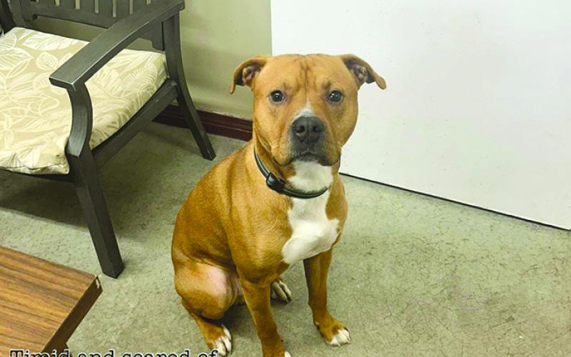 A terrier mix, Axel is timid and scared of people at first. “This baby came to us completely shut down,” the shelter said. “He wouldn’t take treats, wouldn’t play with a toy, wouldn’t sleep on a bed, just the cold concrete floor. It was so sad but it took about a month for his true personality to come back. He still learning what a treat is but he loves toys, he’s housebroken, and loves to play outside.” Axel is about a year old and weighs in at 70 pounds.