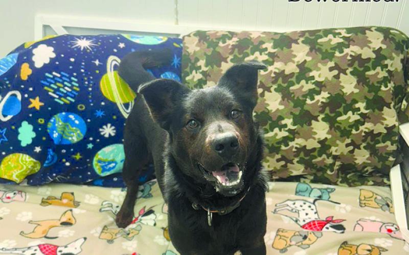 The shelter says, “Prince is just a very playful boy. He plays with other dogs and loves toys.” A heeler mix, Prince weighs 40 pounds and is 1 to 2 years old.