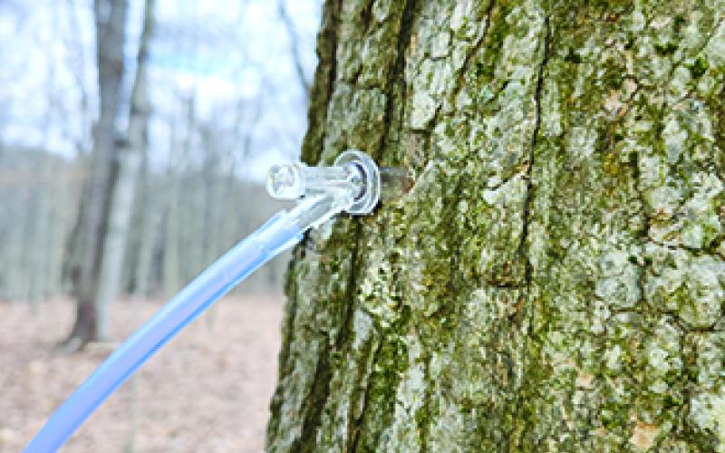 A tap and tubing is seen from one of the Faith Acres Farm maple trees.