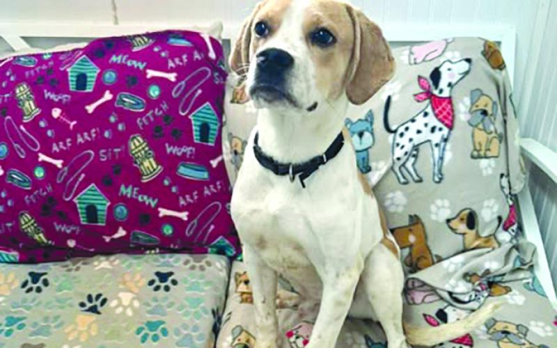 Who’s looking for a big fella? At only 3 to 4 months old and this big already, Victor’s going to be HUGE. He’s a sweet puppy, food-motivated, and available for adoption at the Pendleton County Animal Shelter.